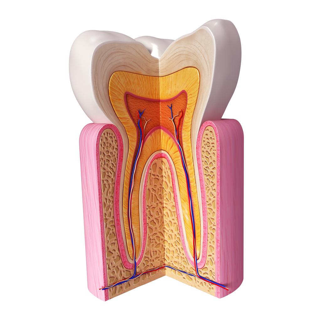 layers of the tooth